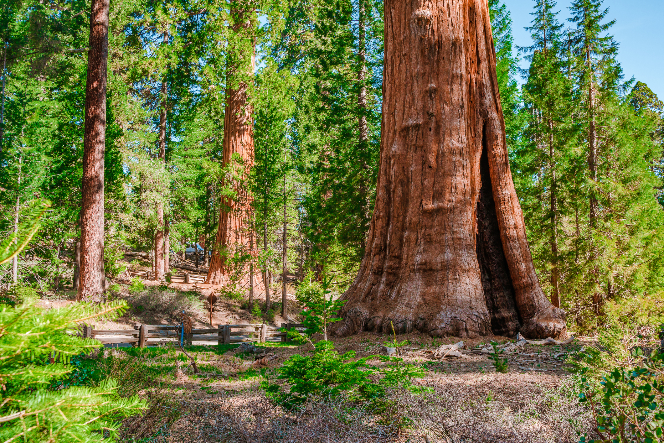Sequoia Tree